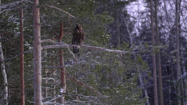 Aigle Royal Aquila Chrysaetos Dans Son Environnement Naturel Vidéo De Stock Libre De Droits