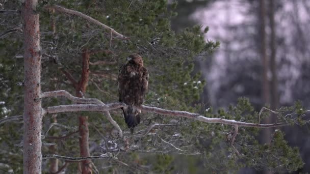 Aigle Royal Aquila Chrysaetos Dans Son Environnement Naturel Clip Vidéo