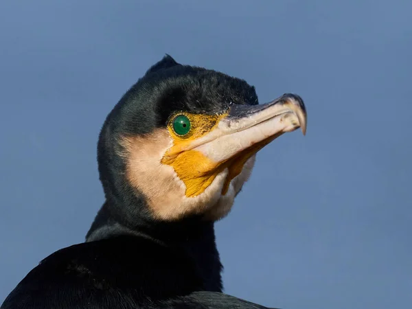 Grande Corvo Marinho Phalacrocorax Carbo Seu Ambiente Natural — Fotografia de Stock