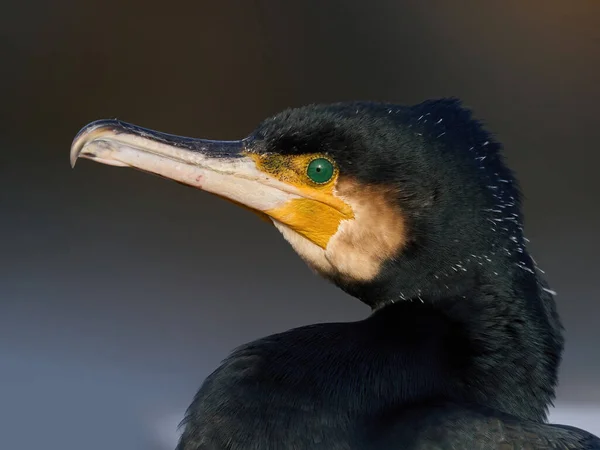 Grand Cormoran Phalacrocorax Carbo Dans Son Environnement Naturel — Photo
