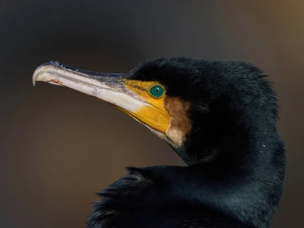 Stor Skarv Phalacrocorax Carbo Sin Naturliga Miljö — Stockfoto