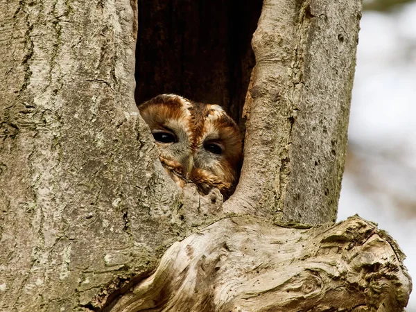 Tawny Owl Strix Aluco Its Natural Environment — Stock Photo, Image