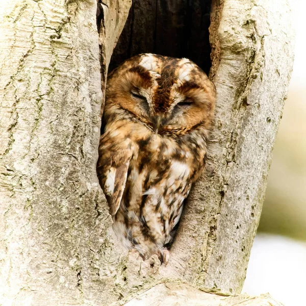 Tawny Owl Strix Aluco Svém Přírodním Prostředí — Stock fotografie