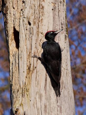 Siyah ağaçkakan (Dryocopus martius) doğal ortamında