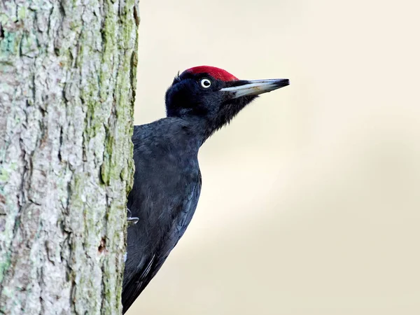 Pájaro Carpintero Negro Dryocopus Martius Entorno Natural — Foto de Stock