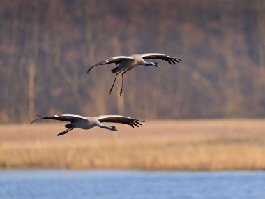 Doğal ortamında ortak vinç (Grus grus)