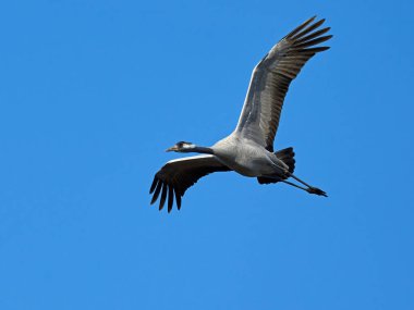 Doğal ortamında ortak vinç (Grus grus)