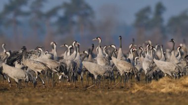 Doğal ortamında ortak vinç (Grus grus)