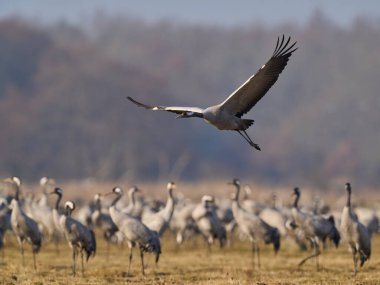 Doğal ortamında ortak vinç (Grus grus)
