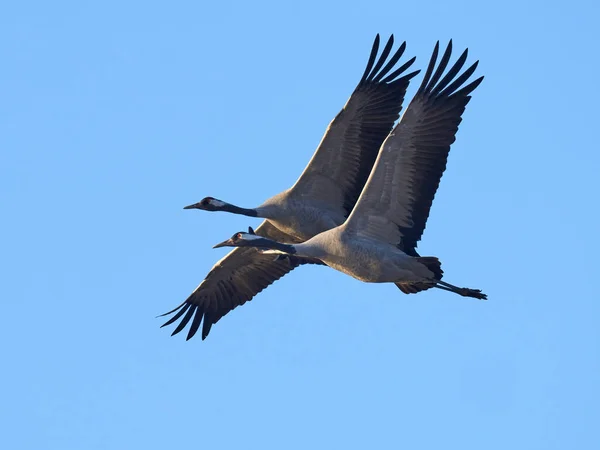 Common Crane Grus Grus Its Natural Environment — Stock Photo, Image