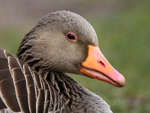 Greylag Goose Anser Anser Maga Természetes Környezetében — Stock Fotó