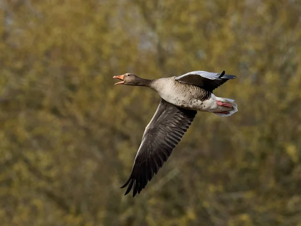 Greylag Goose Anser Anser Its Natural Environment — Stock Photo, Image