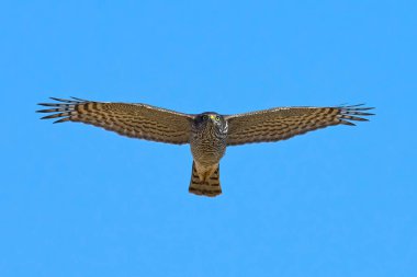 Eurasian sparrowhawk (Accipiter nisus) in its natural environment clipart