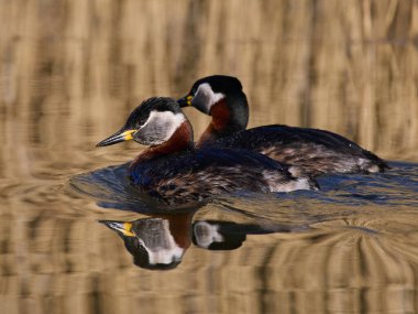 Kırmızı boyunlu yunus (Podiceps grisegena) doğal ortamında