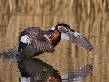 Kırmızı boyunlu yunus (Podiceps grisegena) doğal ortamında