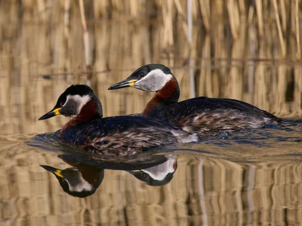 Stock image Red-necked grebe (Podiceps grisegena) in its natural environment