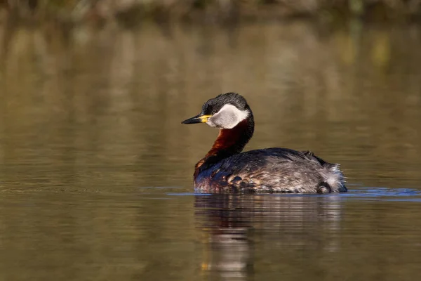 Red Necked Grebe Podiceps Grisegena Its Natural Environment — Stock Photo, Image