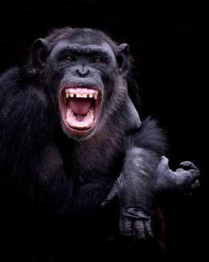 Şempanze (Pan Troglodytes portresi)