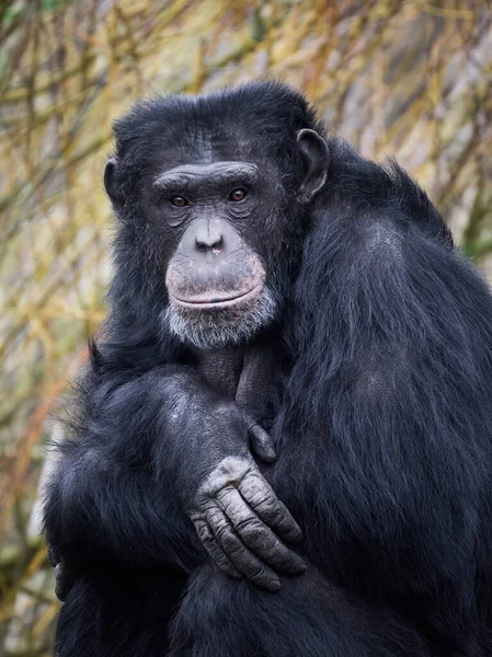 Retrato Del Chimpancé Pan Troglodytes — Foto de Stock