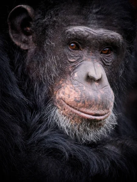 Portrét Šimpanz Pan Troglodytes — Stock fotografie