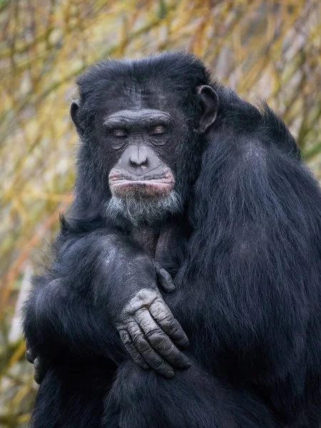 Porträt Des Schimpansen Pan Troglodytes — Stockfoto