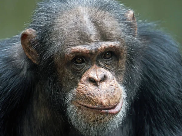 Портрет Шимпанзе Крупным Планом — стоковое фото