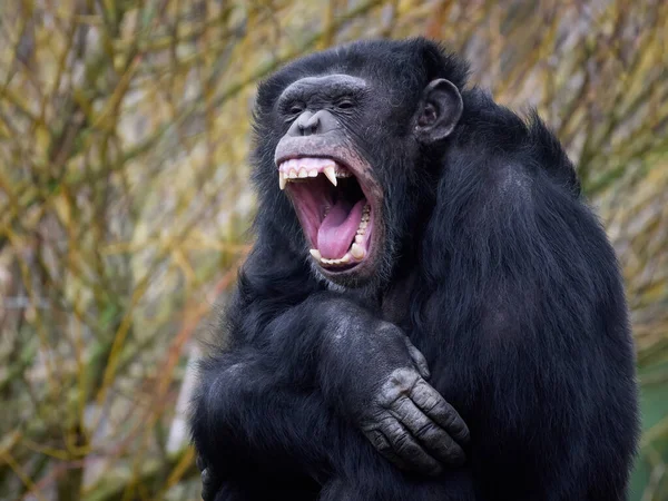 Портрет Шимпанзе Пан Троглодитами — стокове фото