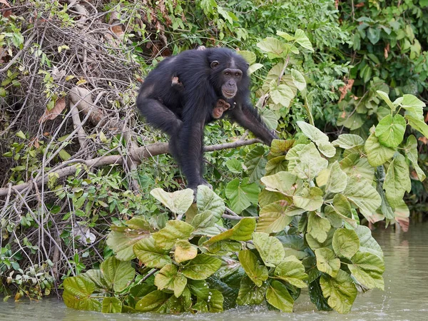 Chimpanzé Seu Habitat Natural Nas Ilhas Babuíno Gâmbia — Fotografia de Stock