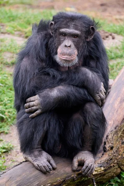 Portrét Šimpanz Pan Troglodytes — Stock fotografie