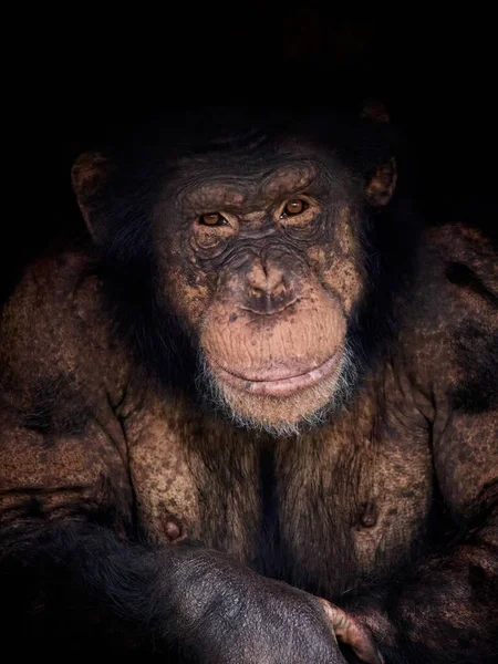 Şempanze Pan Troglodytes Portresi — Stok fotoğraf
