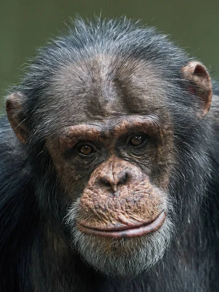 Ritratto Dello Scimpanzé Pan Troglodytes — Foto Stock