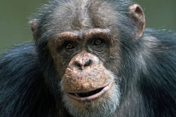 Porträt Eines Schimpansen Pan Troglodytes — Stockfoto