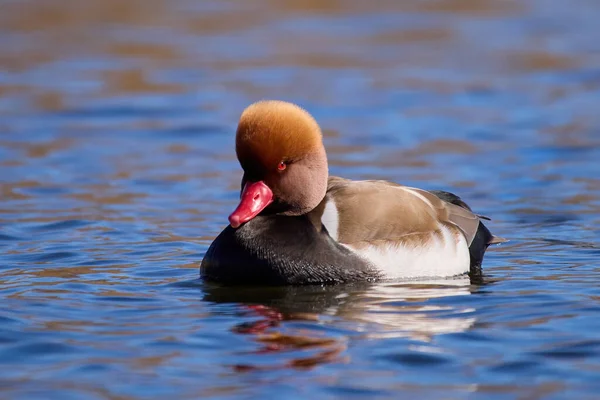 Red Crested Pochard Netta Rufina Its Natural Environment — Stock Photo, Image