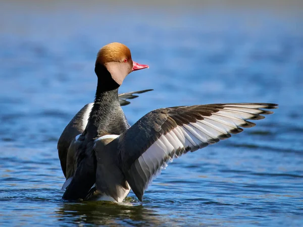 Red Crested Pochard Netta Rufina Its Natural Environment — Stock Photo, Image