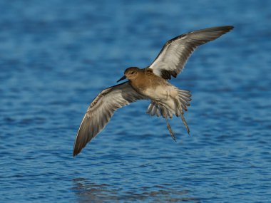 Ruff (Calidris pugnax) doğal ortamında