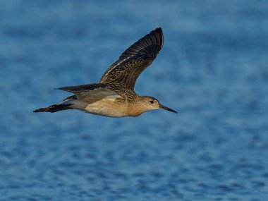 Ruff (Calidris pugnax) doğal ortamında