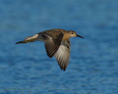 Ruff (Calidris pugnax) doğal ortamında