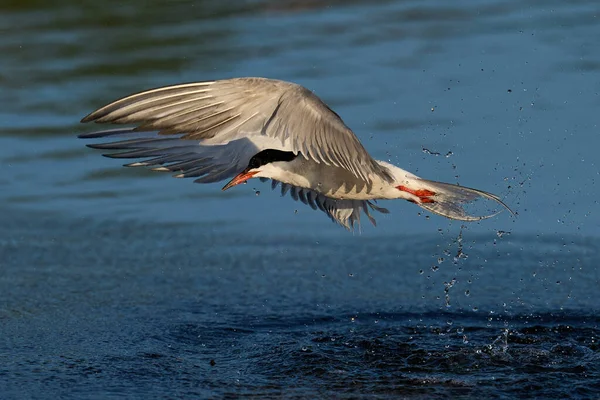 Κοινό Tern Sterna Hirundo Στο Φυσικό Του Περιβάλλον — Φωτογραφία Αρχείου
