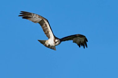 Doğal ortamında Osprey (Pandion haliaetus)