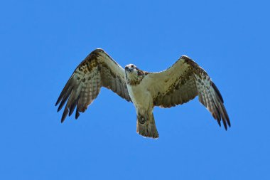 Doğal ortamında Osprey (Pandion haliaetus)