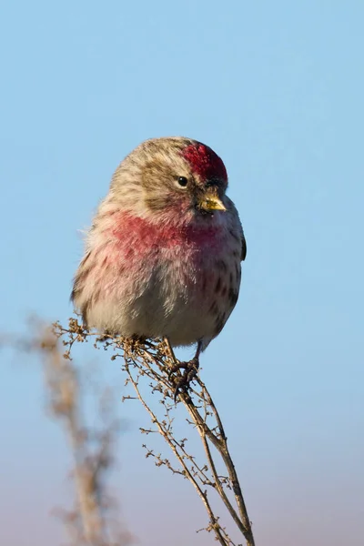 Common Redpoll Acanthis Flammea Its Natural Environment — Stock Photo, Image