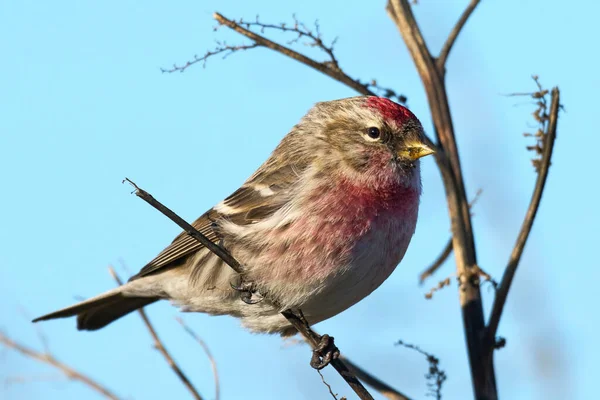 Common Redpoll Acanthis Flammea Its Natural Environment — Stock Photo, Image