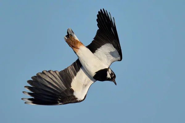 Lapwing Norte Vanellus Vanellus Entorno Natural —  Fotos de Stock
