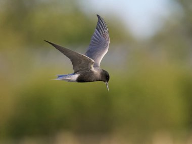 Black tern (Chlidonias niger) in its natural environment