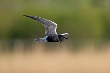 Siyah deniz feneri (Chlidonias niger) doğal ortamında