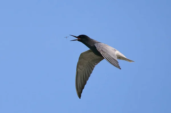 Black Tern Chlidonias Niger Its Natural Environment — Stock fotografie