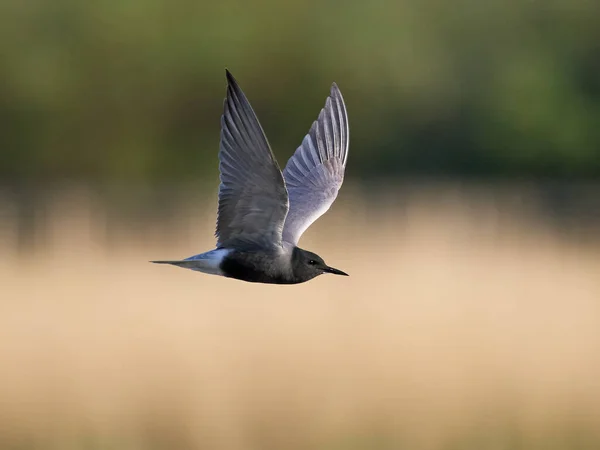 Black Tern Chlidonias Niger Its Natural Environment — Fotografia de Stock