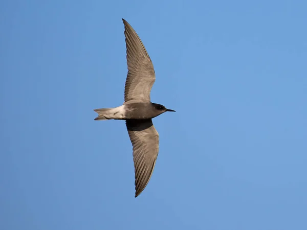 Black Tern Chlidonias Niger Its Natural Environment — Foto Stock