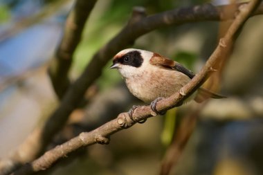 Eurasian penduline tit (Remiz pendulinus) in its natural environment