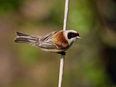 Eurasian penduline tit (Remiz pendulinus) in its natural environment
